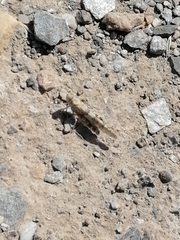 Oedipoda