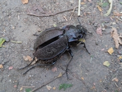 Carabus nemoralis