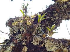 Epidendrum lignosum