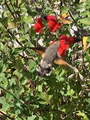 Macroglossum stellatarum