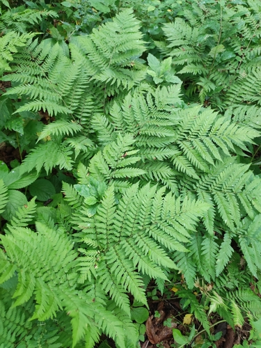Dryopteris goeringiana, photograph 4