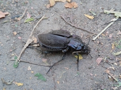 Carabus nemoralis