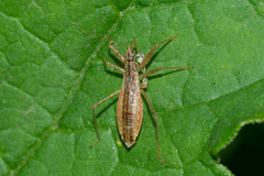 Nabis limbatus