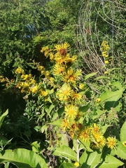 Inula helenium