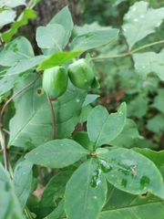 Codonopsis lanceolata