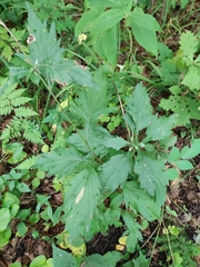 Artemisia stolonifera
