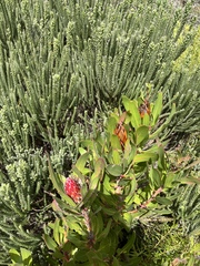 Protea obtusifolia