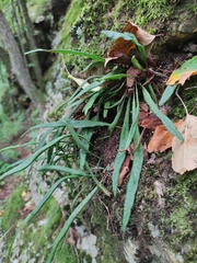 Lepisorus ussuriensis