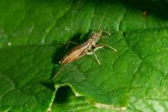 Nabis limbatus