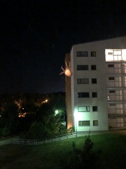 Larinioides cornutus