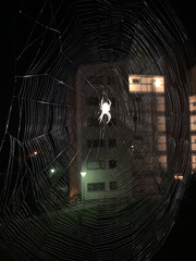 Larinioides cornutus