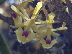 Epidendrum lignosum