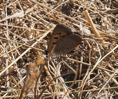 Lycaena phlaeas