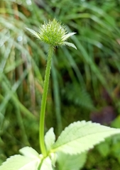 Dipsacus inermis