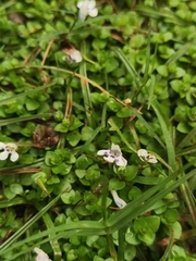 Lindernia rotundifolia