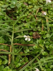 Lindernia rotundifolia