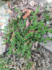Selaginella sibirica