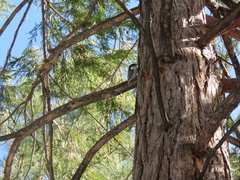 Sitta carolinensis