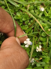 Lindernia rotundifolia