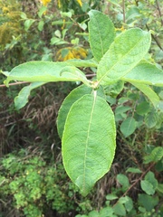 Salix caprea
