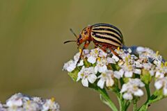 Leptinotarsa decemlineata