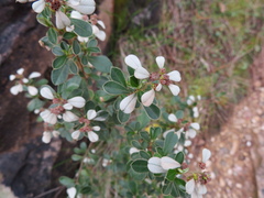 Spyridium spathulatum