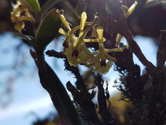 Epidendrum lignosum