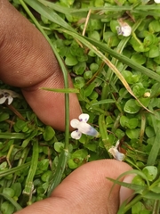 Lindernia rotundifolia