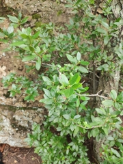 Rhododendron mucronulatum