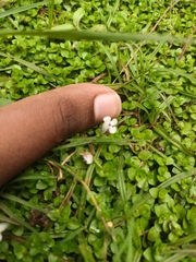 Lindernia rotundifolia