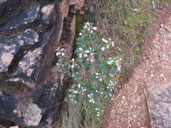 Spyridium spathulatum