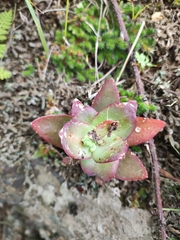 Orostachys malacophylla
