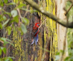 Platycercus elegans elegans