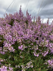 Calluna vulgaris