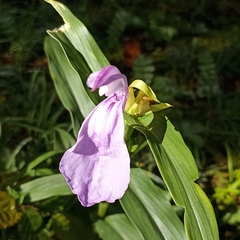 Roscoea purpurea