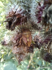 Carpocoris purpureipennis