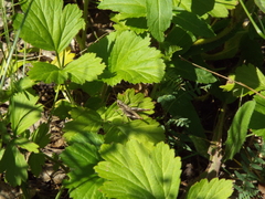 Chorthippus apricarius