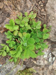 Potentilla ancistrifolia