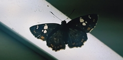 Coladenia