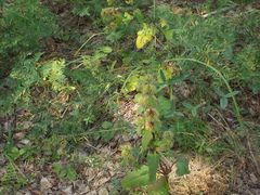 Phlomoides tuberosa