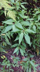 Ageratina riparia