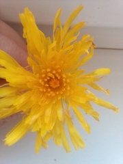 Sonchus arvensis uliginosus