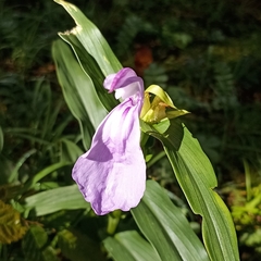 Roscoea purpurea