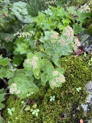 Hylotelephium telephioides