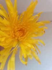 Sonchus arvensis uliginosus