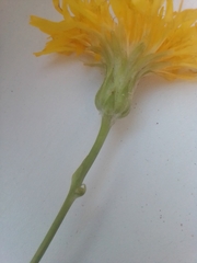 Sonchus arvensis uliginosus