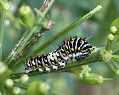 Papilio polyxenes asterius