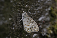 Lasiommata schakra