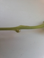 Sonchus arvensis uliginosus