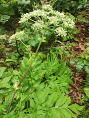 Angelica dahurica